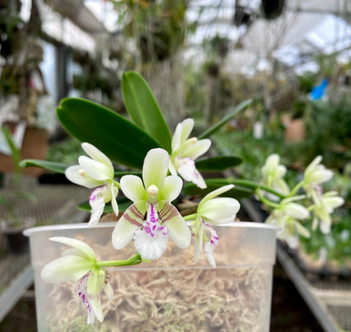 Sedirea japonica (Nagoran)