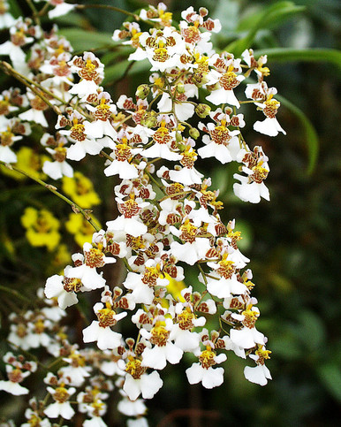 Tolumnia variegata