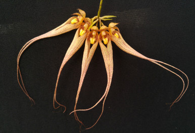 Bulbophyllum Gary Heggen