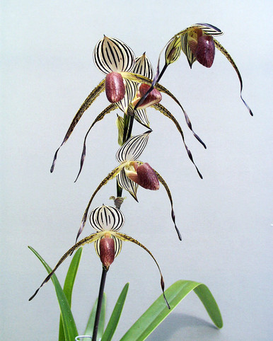 Paph. Lady Isabel