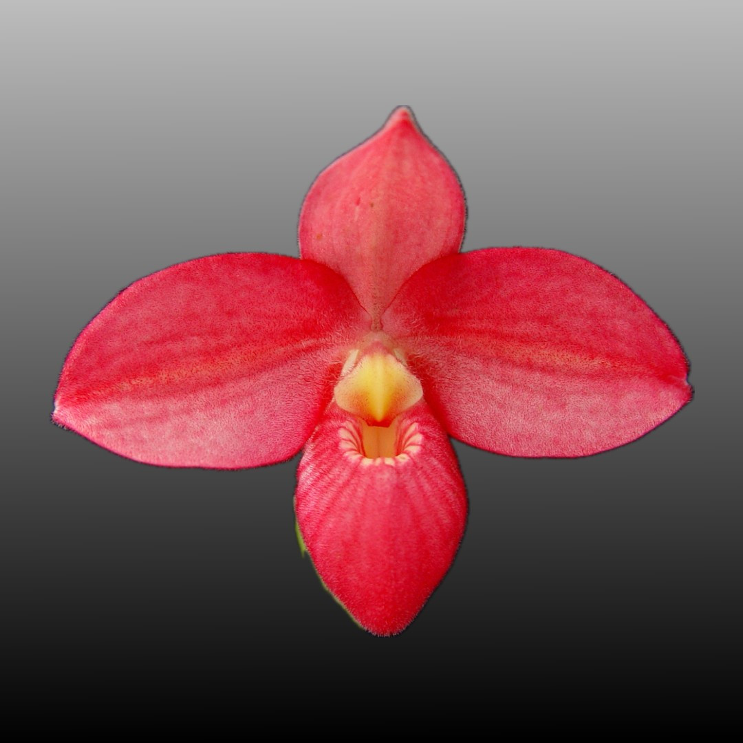 Phrag. Apollo ( Fritz Schomburg 'Pink Princess' x kovachii 'Purple