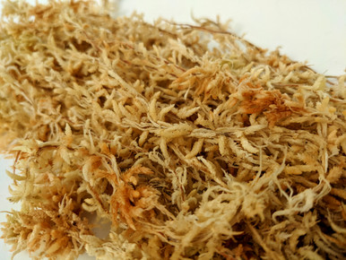 Preserved Sheet Moss (Hypnum curvifolium)