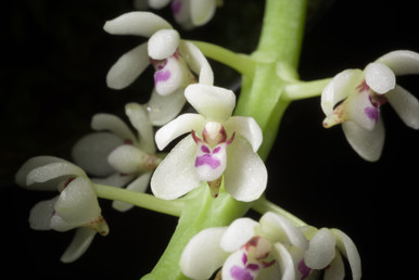 Tuberolabium kotoense