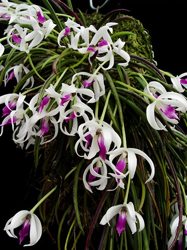 Leptotes bicolor