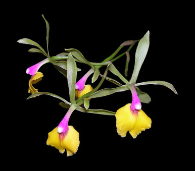 Epicattleya Rene Marques 'Flame Thrower' HCC/AOS