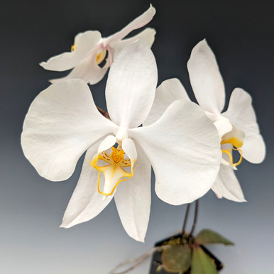 Sedirea japonica 'Minmaru Shima' 明丸縞 Individual Listing A7 - OrchidWeb