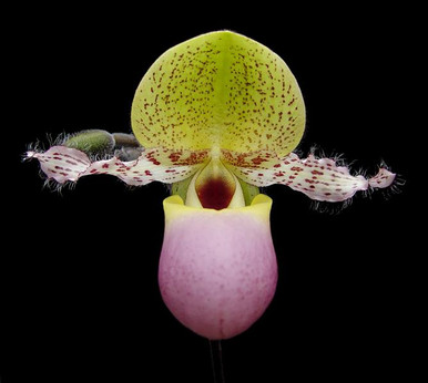 Paph. moquettianum