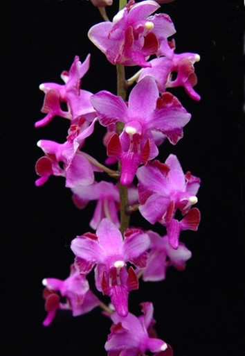 Doritis pulcherrima var. champornensis - pink