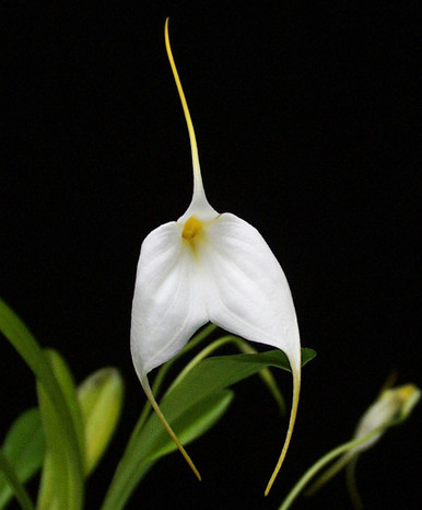 Masdevallia Bella Donna 'Magnifica'