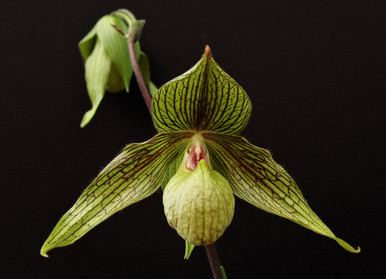Paph. Harold Koopowitz