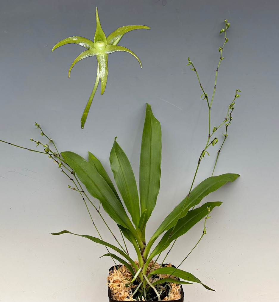 Angraecum calceolus