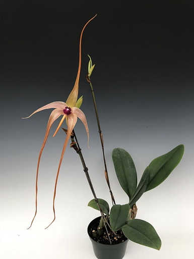 Bulbophyllum echinolabium 