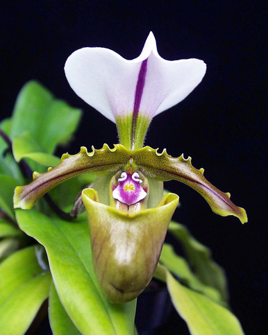 Paph. spicerianum