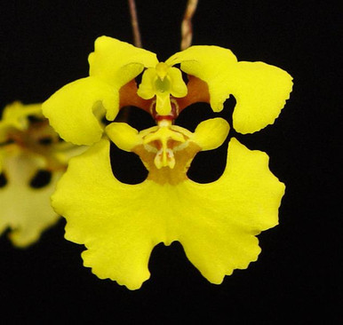 Tolumnia guianensis (Select Divisions)