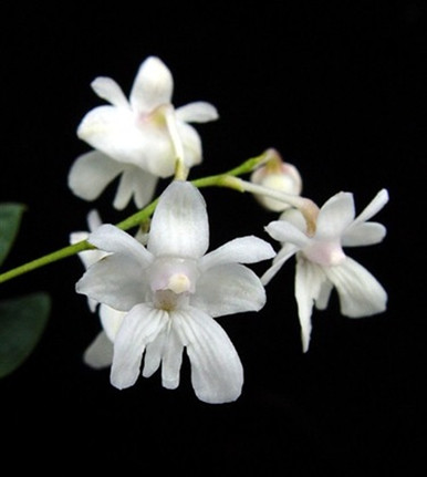 洋書 Orchid Species Culture : Dendrobium Dendrobium pendulum | Afri Orchids
