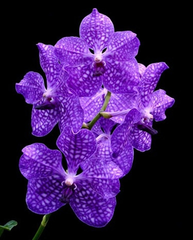 Vanda Pakchong Blue (Doctor Anek x coerulea)