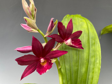 Phcal. Kryptonite 'Parkside' AM/AOS