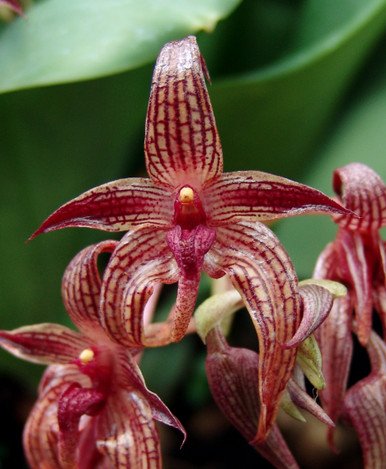 Bulbophyllum Bechinolina