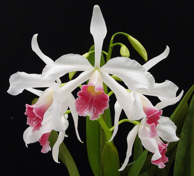 Laelia purpurata var. carnea 