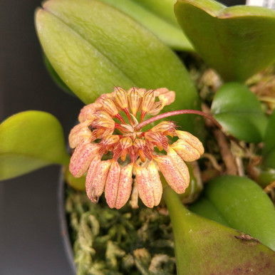 Bulbophyllum corolliferum
