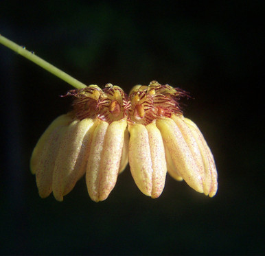 Bulbophyllum auratum 'Other World'