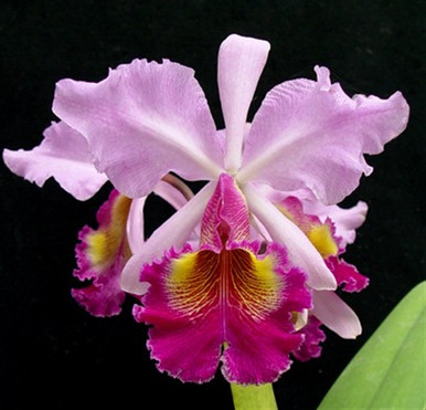 Cattleya Hardyana (dowiana x warscewiczii) - OrchidWeb