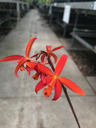 Cattleya maxima ('Gorgeous' SM/JOGA x self ) - OrchidWeb