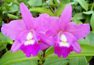 Rlc Orchid Jennifer Off 'Joan' HCC/ AOS (Rhyncholaeliocattleya hybrid)