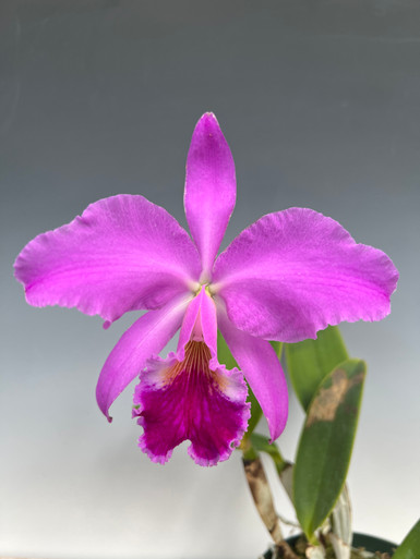 Cattleya labiata 