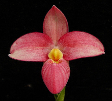 Phrag. Inca Rose