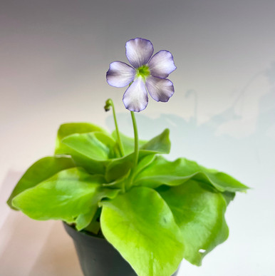 Pinguicula gigantea