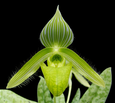 Paph. wardii album