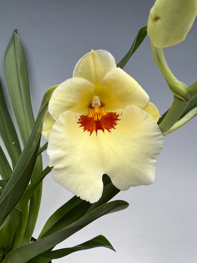 Miltoniopsis Arthur Cobbledick 'Springtime' HCC/AOS