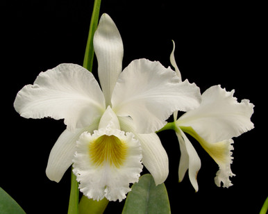 C. gaskelliana '若紫' 悪しき （alba WhiteHeritageとs/a
