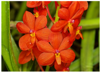 Ascocentrum curvifolium