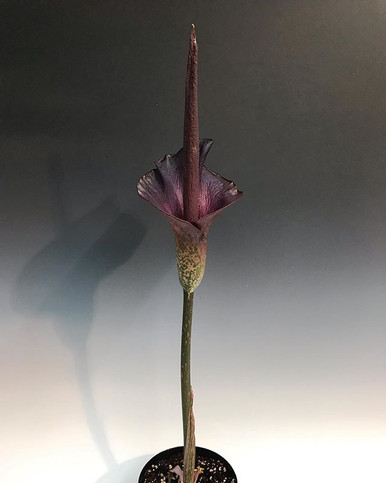 Amorphophallus konjac