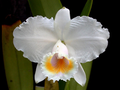 Cattleya walkeriana var. semi-alba 'Tokyo No.1' SM/JOGA
