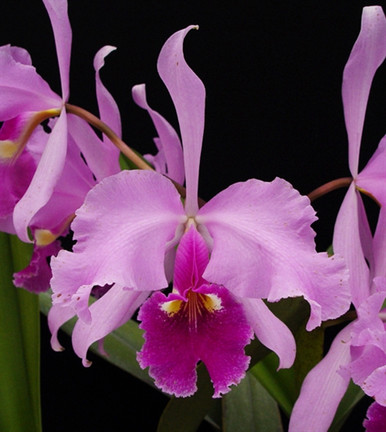 Cattleya warscewiczii Colombo Sanderiana 'Japan' - OrchidWeb