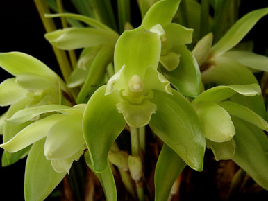 Sudamerlycaste ciliata 