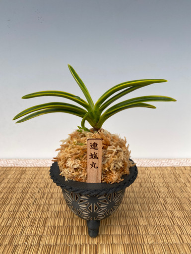 Neofinetia falcata - 'Renjoumaru' - 連城丸 - Individual Listing