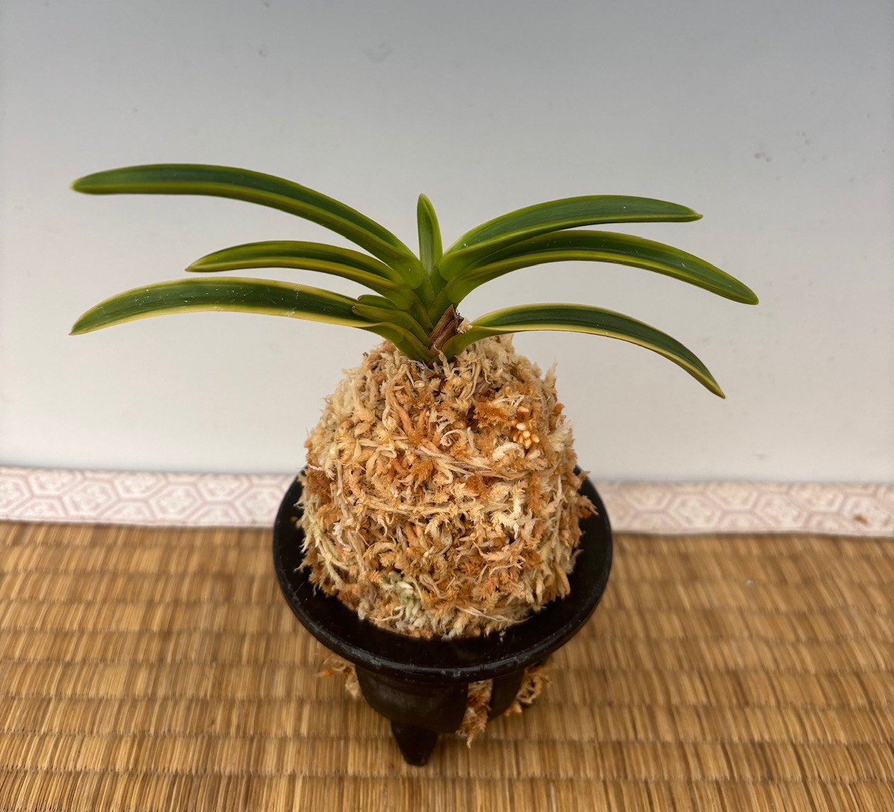 Neofinetia falcata 'Setsuzan' 雪山 - OrchidWeb