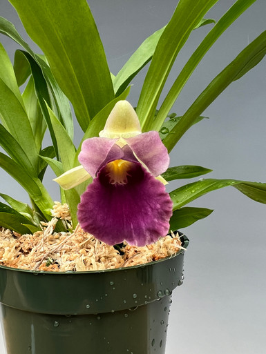 Warscewiczella (Cochleanthes) discolor 