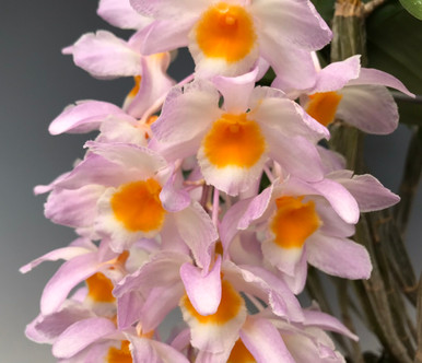 洋書 Orchid Species Culture : Dendrobium Orchid Species Culture: Dendrobium: Baker, Margaret L