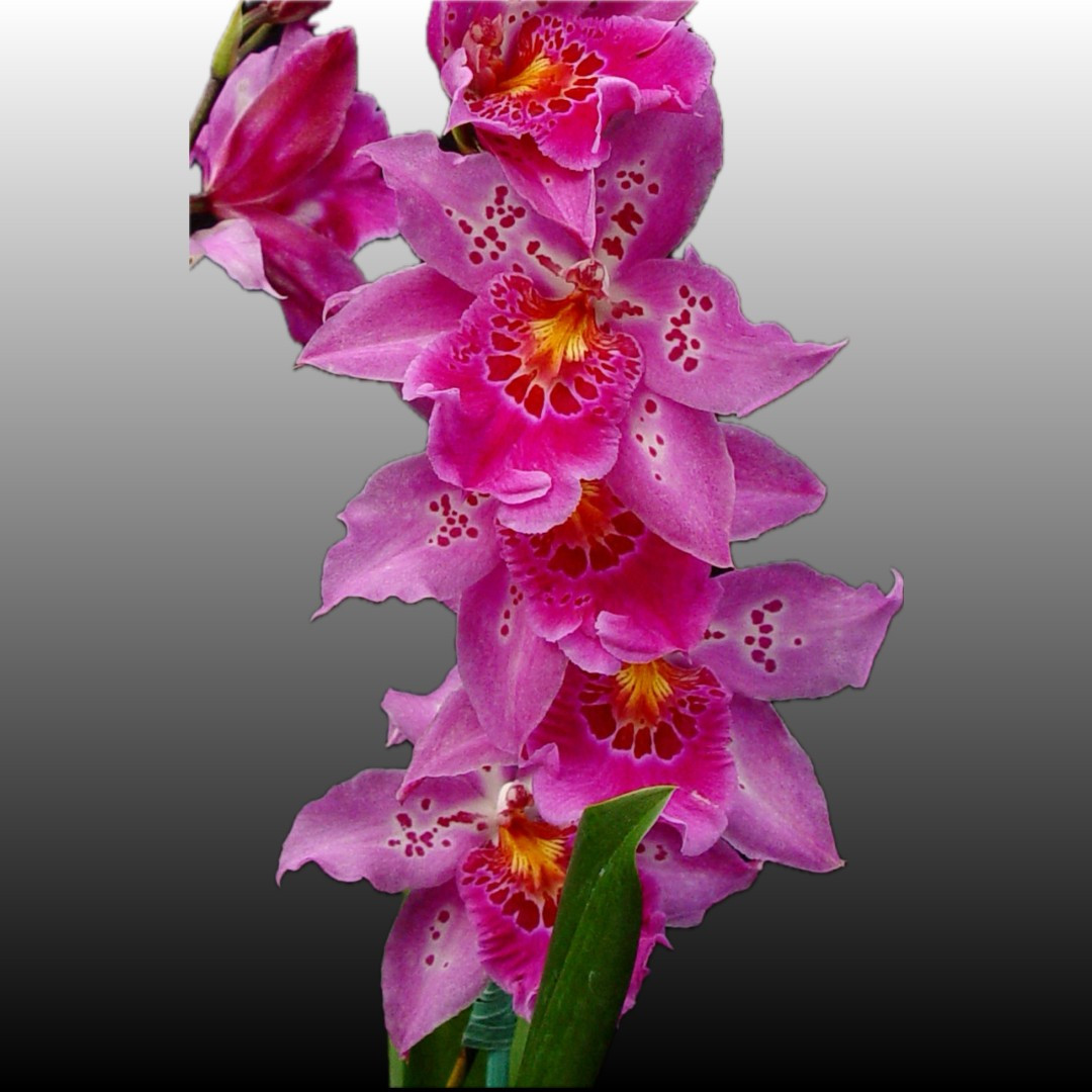 Phrag. Grouville (Eric Young 4N x Hanne Popow 'Peach Parfait