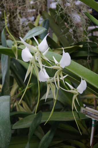 Angraecum eburneum 