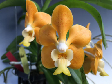 Vanda denisoniana 