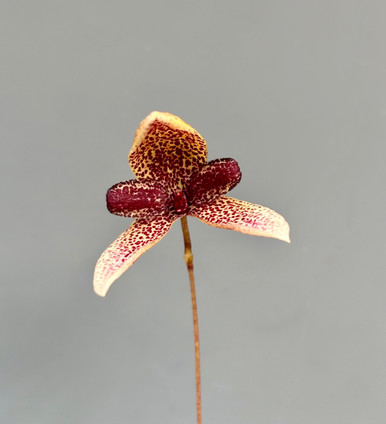 Bulb moniliforme びっしり　大株ミニチュアオーキッド珍奇植物 Bulb moniliforme びっしり 大株ミニチュアオーキッド珍奇植物