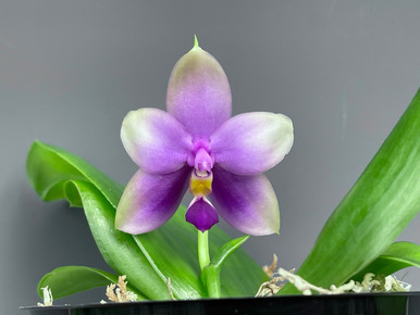 Phal. Samera coerulea