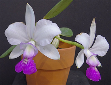 Cattleya walkeriana (semi-alba x flamea) - select ('Tokyo No. 1' x aquinii  'Gloriosa')