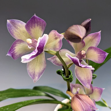 開花サイズ タケノコ蘭 Clowesia Rebecca Northen Clowesia Rebecca Northen 'Mikabi' (Grace Dunn x rosea
